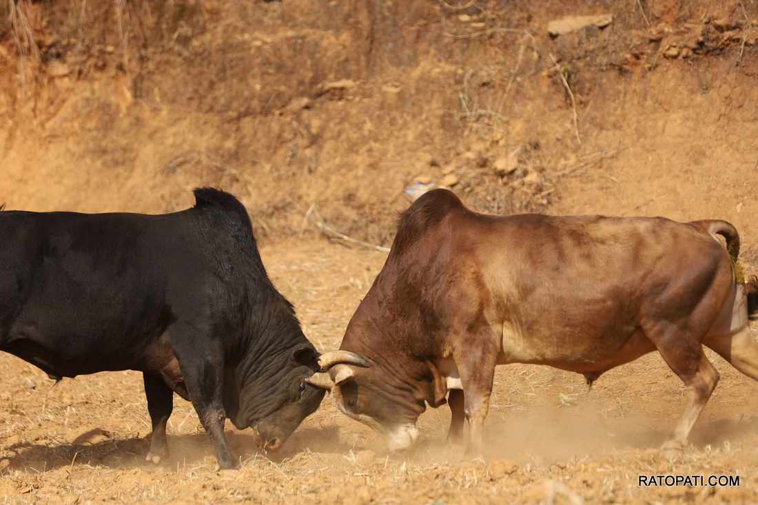 bull fight nuwakot (23)