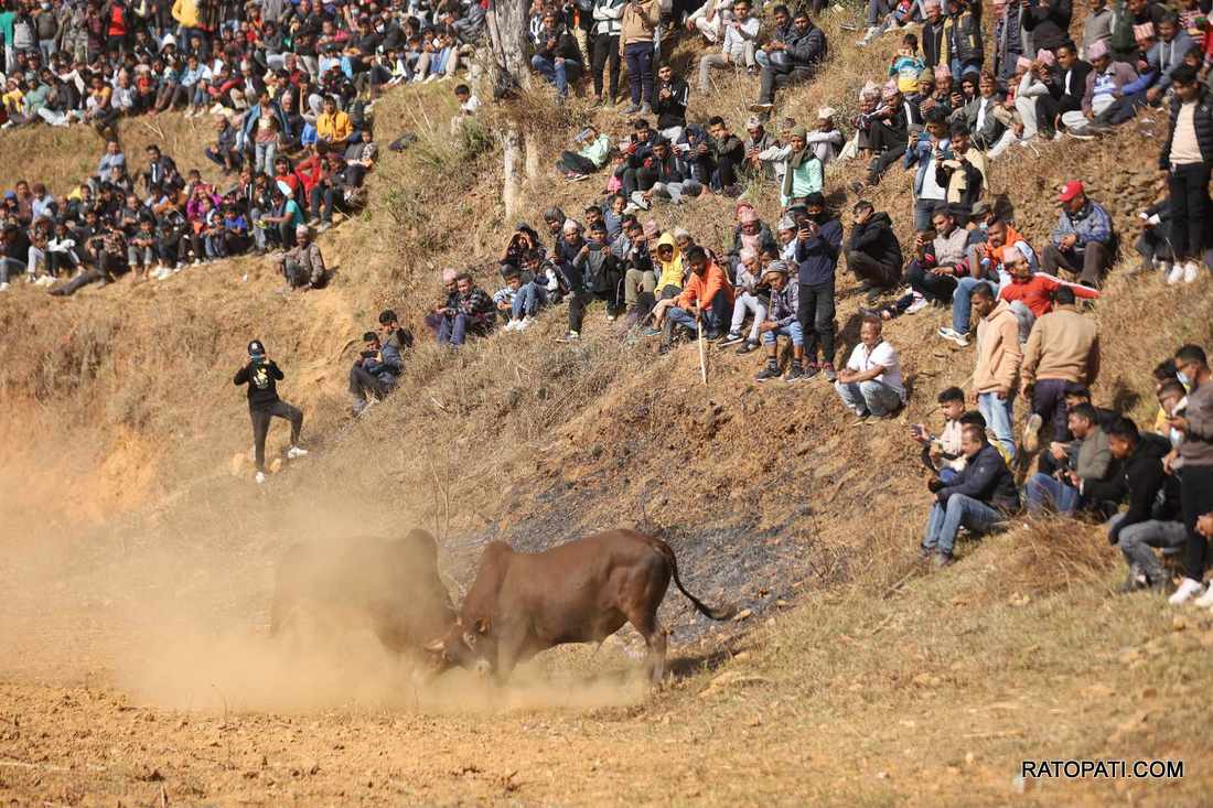 bull fight nuwakot (24)