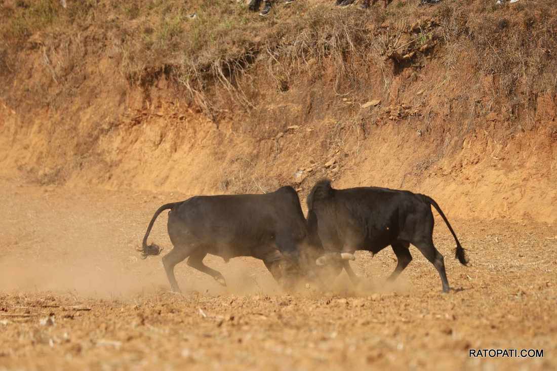 bull fight nuwakot (25)