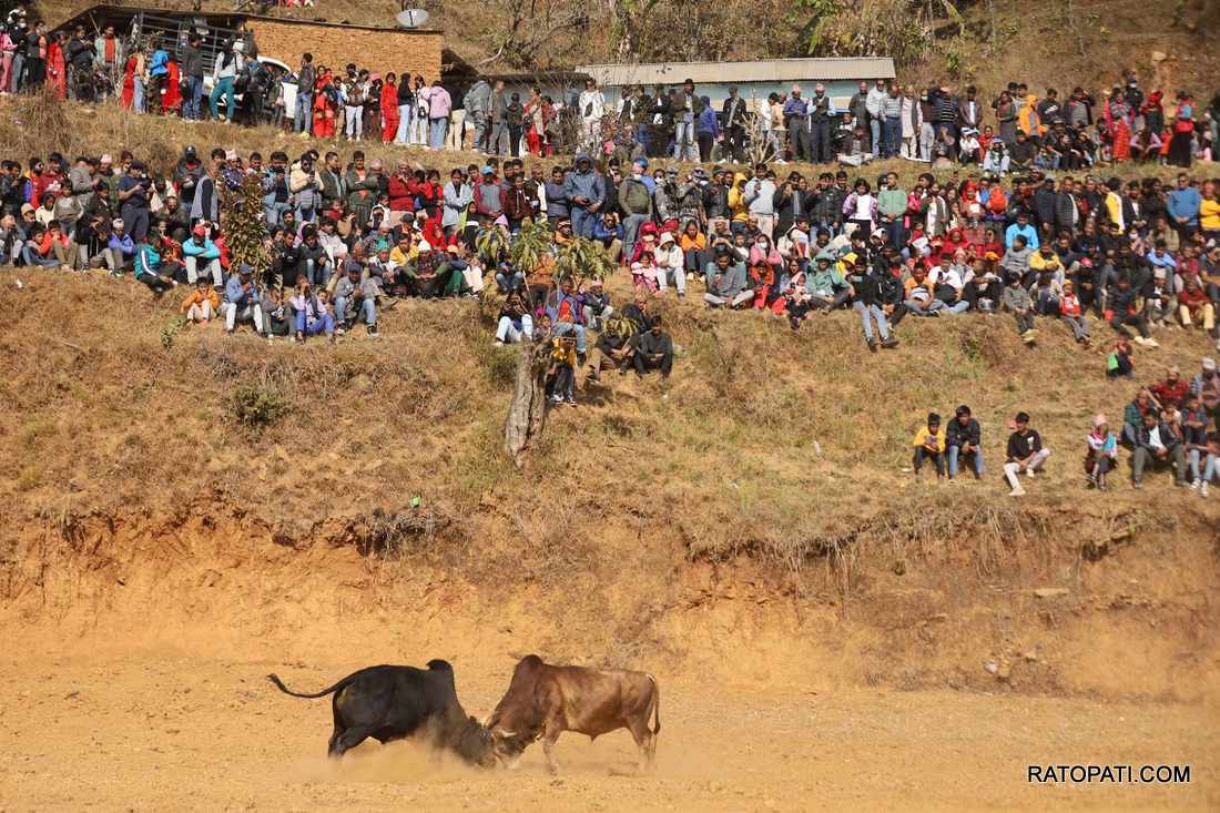 bull fight nuwakot (26)