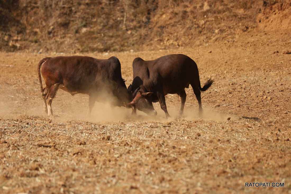 bull fight nuwakot (27)