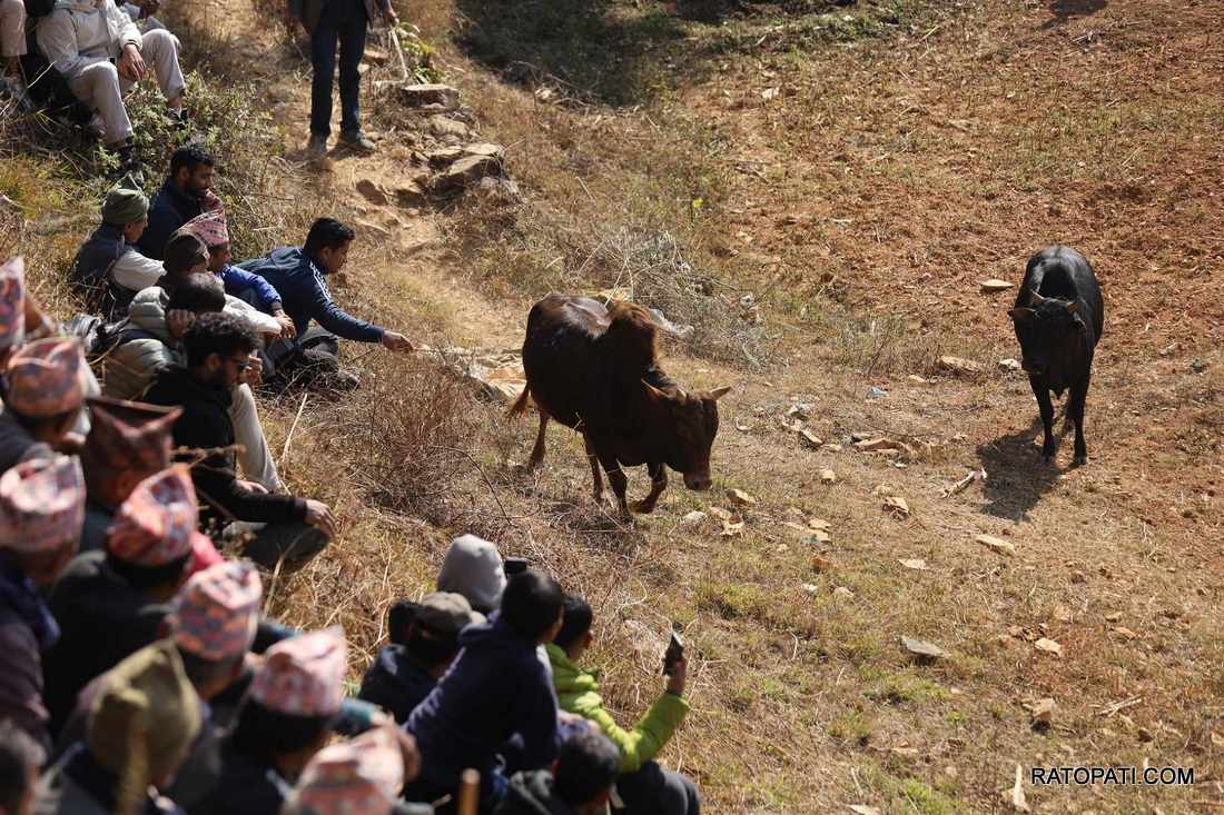 bull fight nuwakot (28)