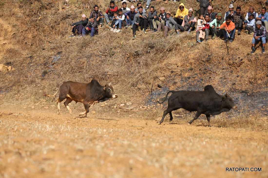 bull fight nuwakot (29)