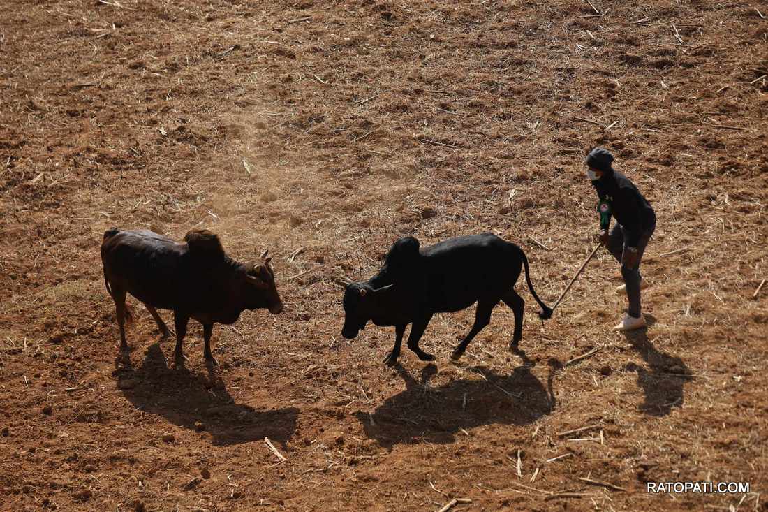 bull fight nuwakot (3)