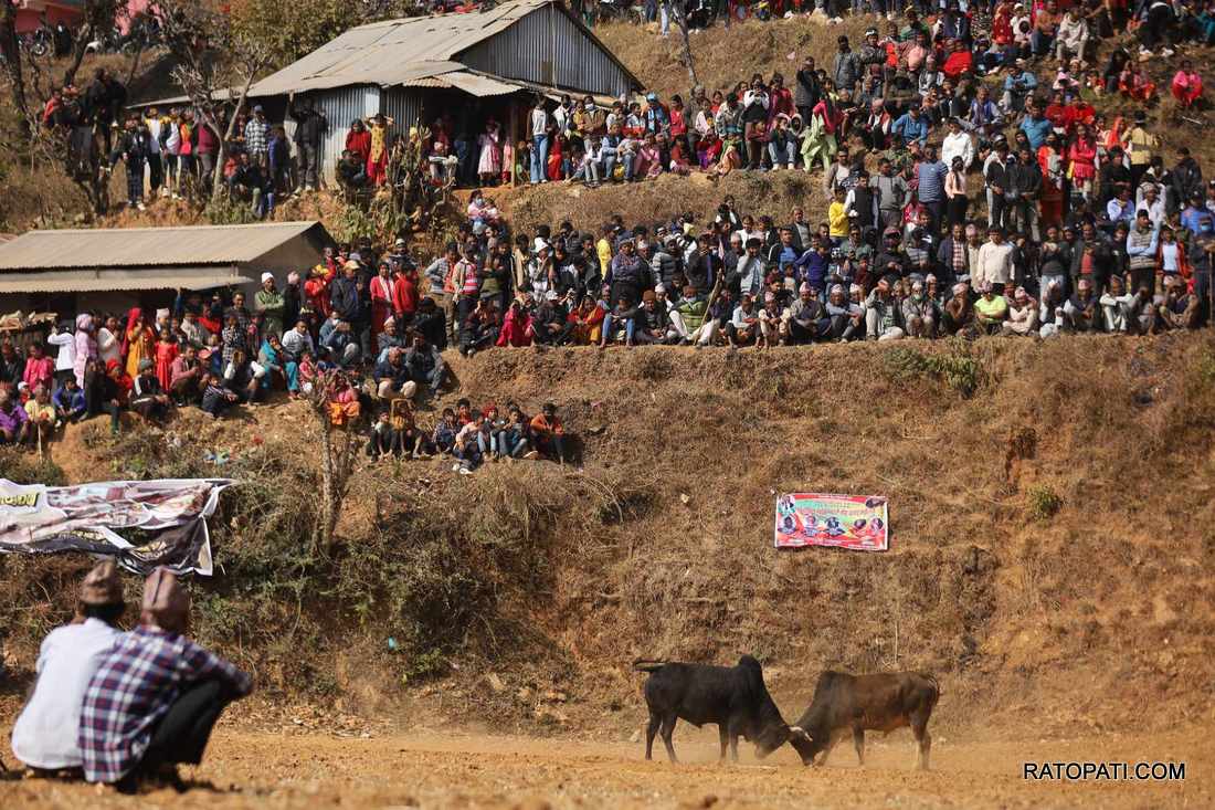 bull fight nuwakot (4)