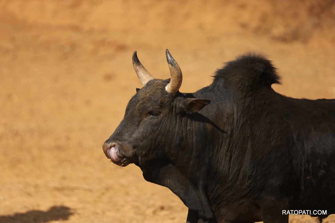 bull fight nuwakot (5)