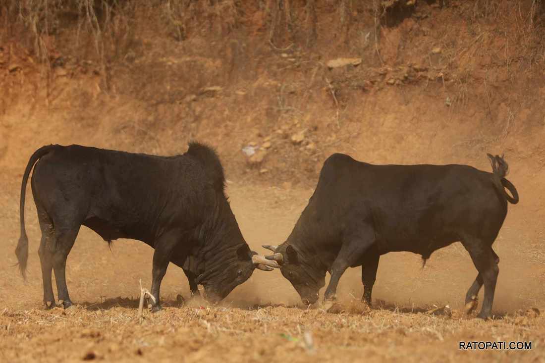 bull fight nuwakot (6)