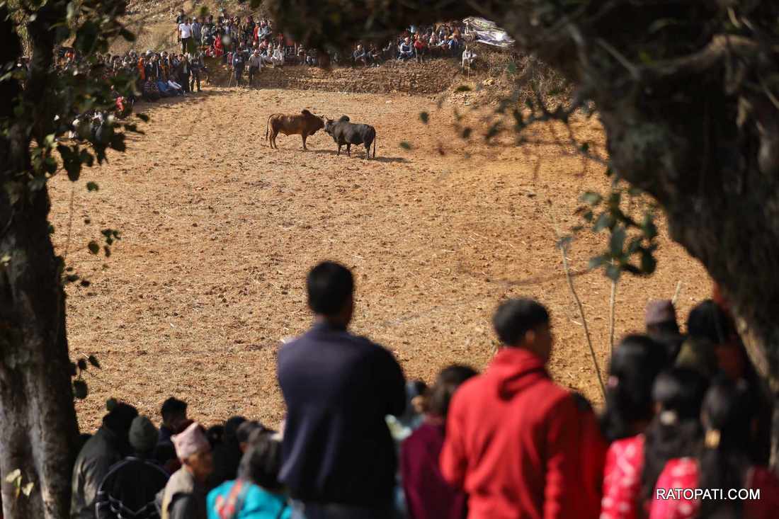 bull fight nuwakot (7)