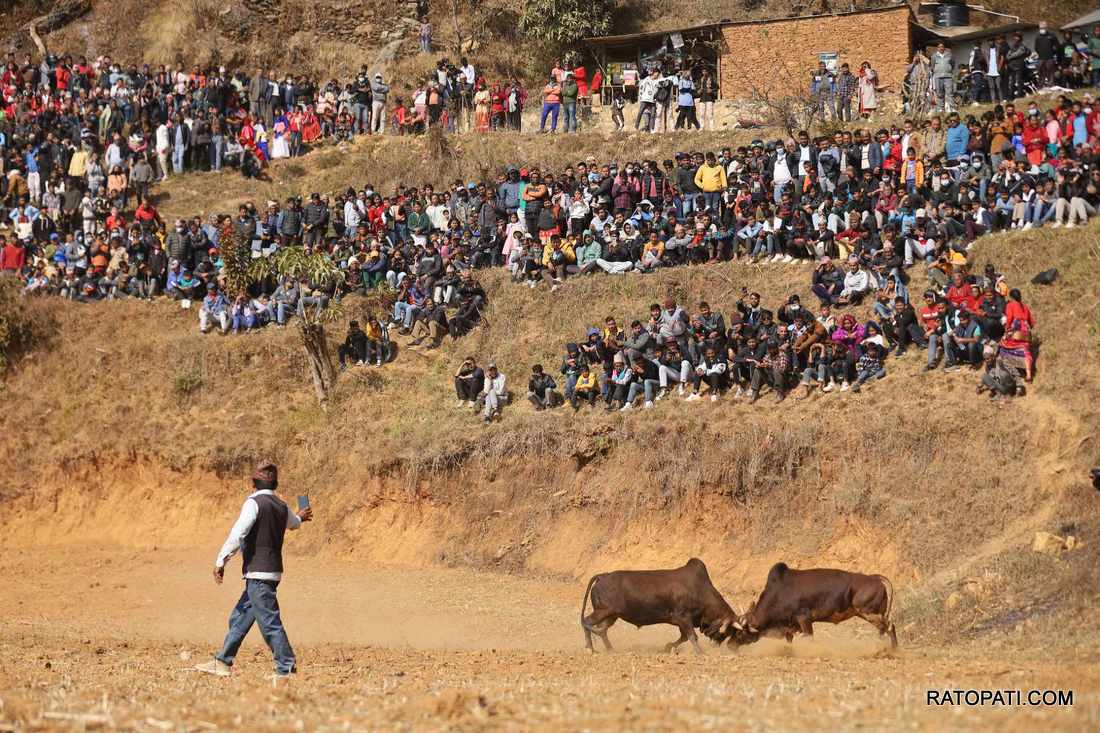 bull fight nuwakot (8)