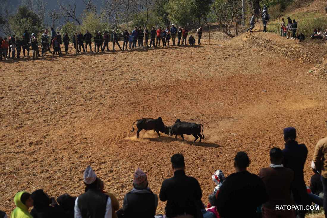 bull fight nuwakot (9)