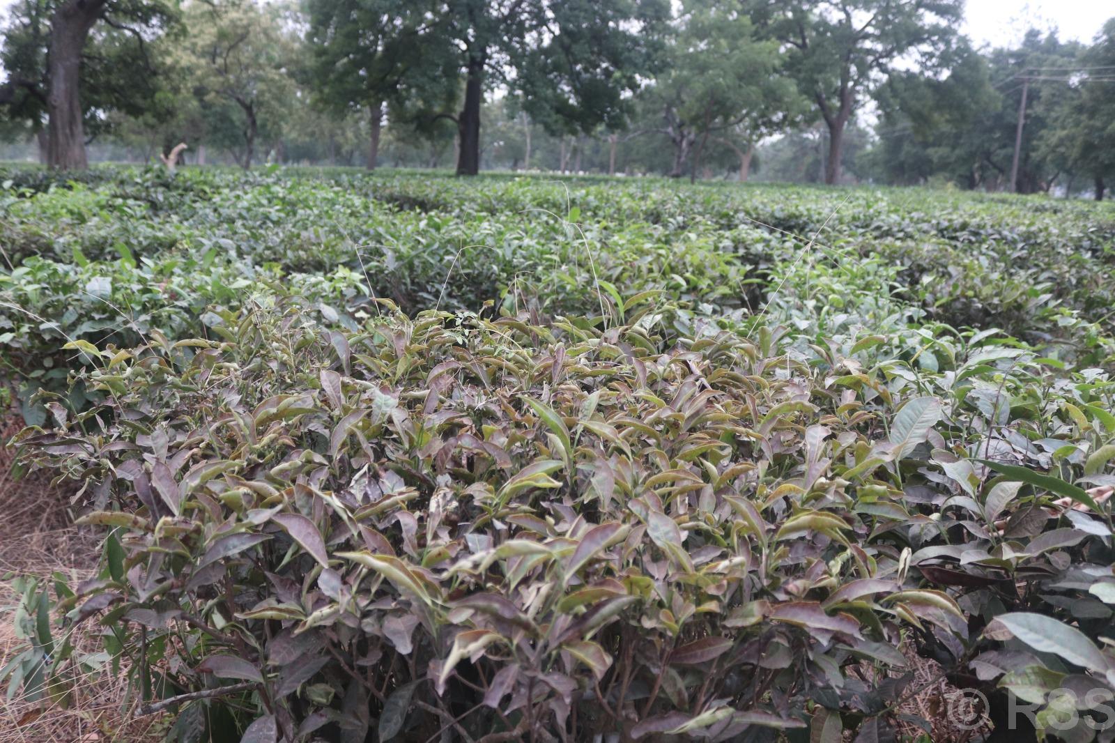 ‘लुपर’ किराको प्रकोपले झापाको चिया क्षेत्र सङ्कटमा, उत्पादनदेखि निर्यातसम्म असर पर्ने चिन्ता