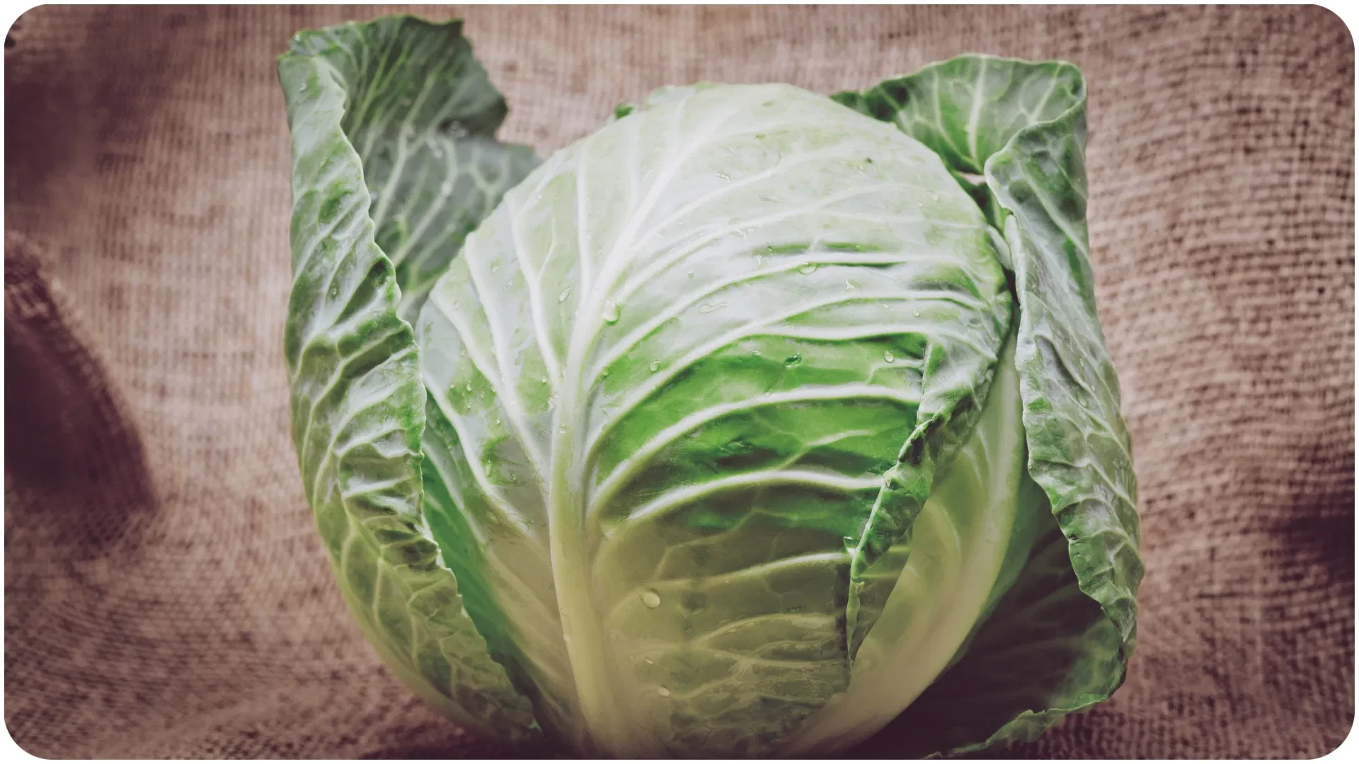 cabbage-vegetable_d744805199b81c6626efa5e230c7cff3