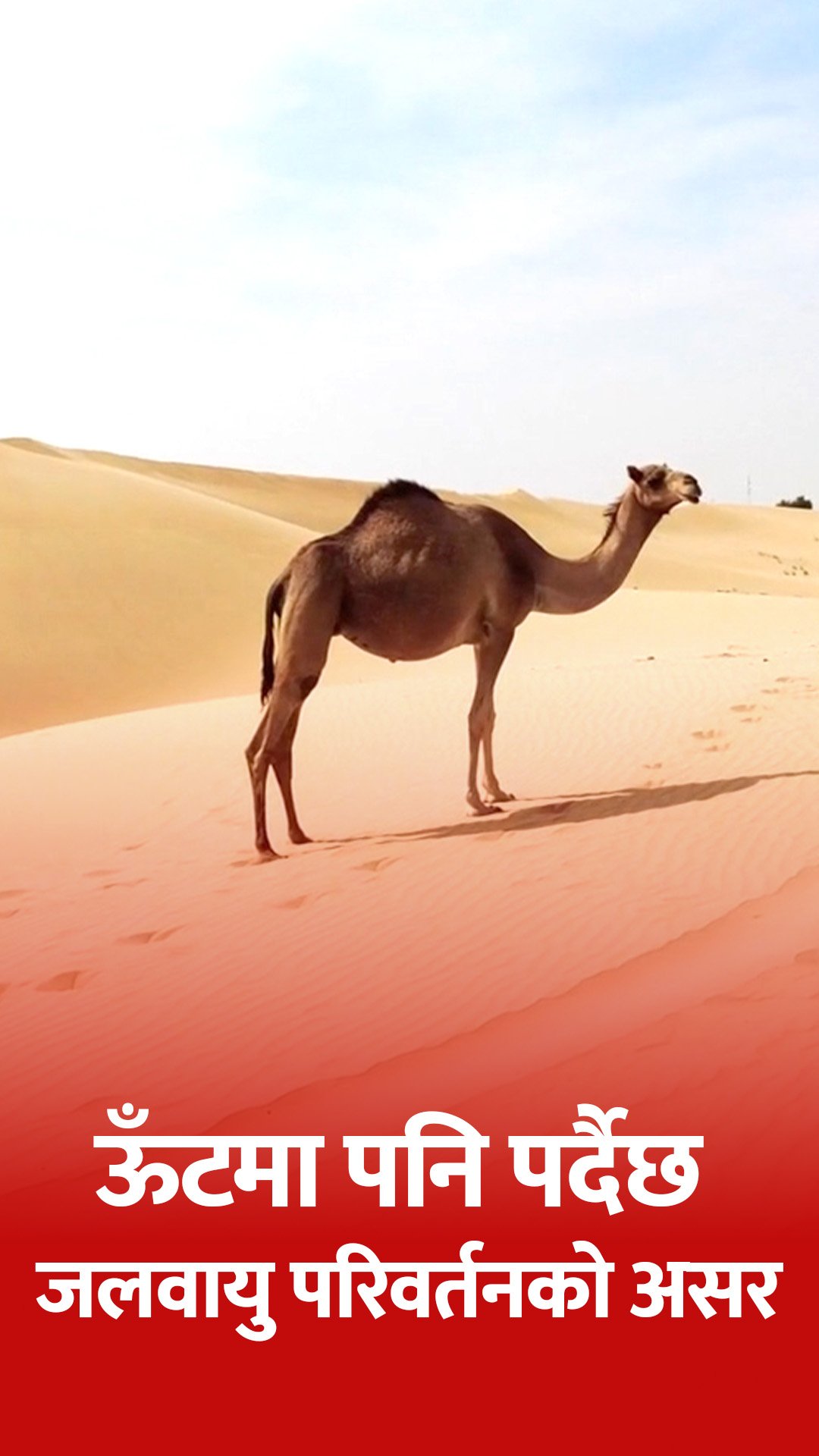 ऊँटमा पनि पर्दैछ जलवायु परिवर्तनको असर | Camel