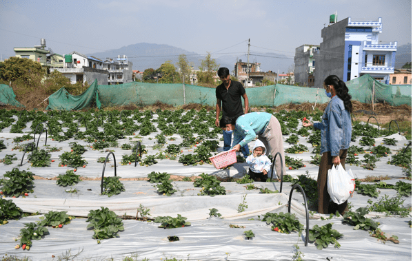 अध्ययन कृषि प्रविधि, इलम स्ट्रबेरीखेती