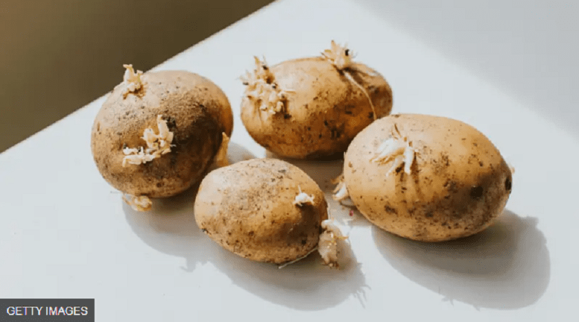 टुसा उम्रिएको आलु खान हुन्छ कि हुन्न ?