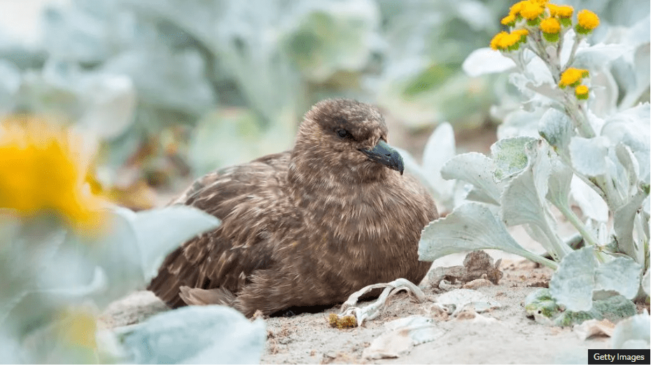 Australia Confirms First H5N1 Avian Influenza Case in Migratory Bird