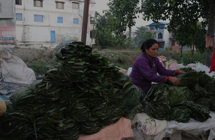   सालको पात बेचेर चाडपर्व खर्चको जोहो