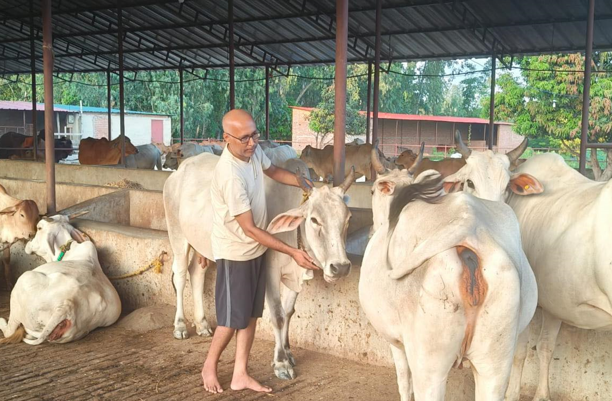 एउटा सिएको गोठालो बन्ने सपना, जहाँ ‘देशी गाई’को दुध बेचिँदैन