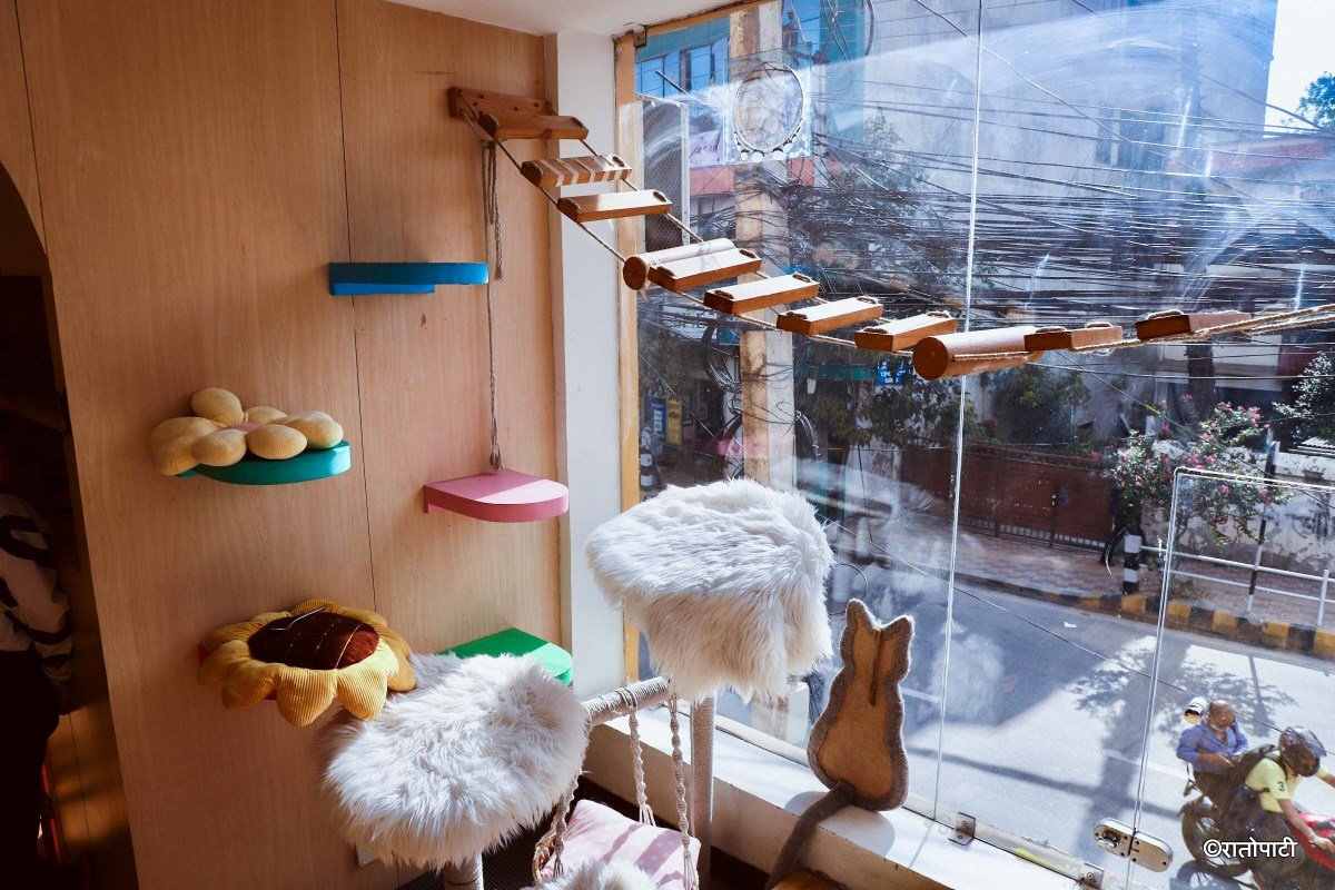 Cat cafe_NPL11