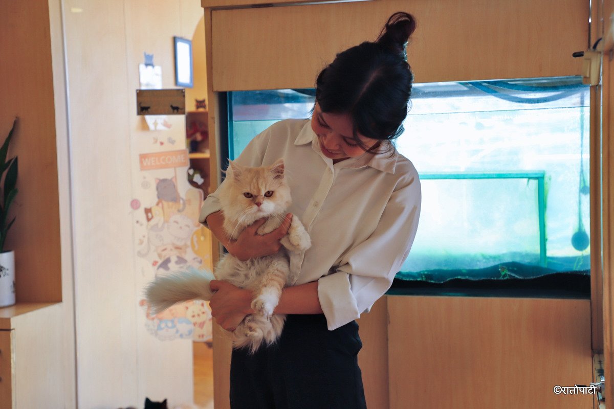 Cat cafe_NPL13
