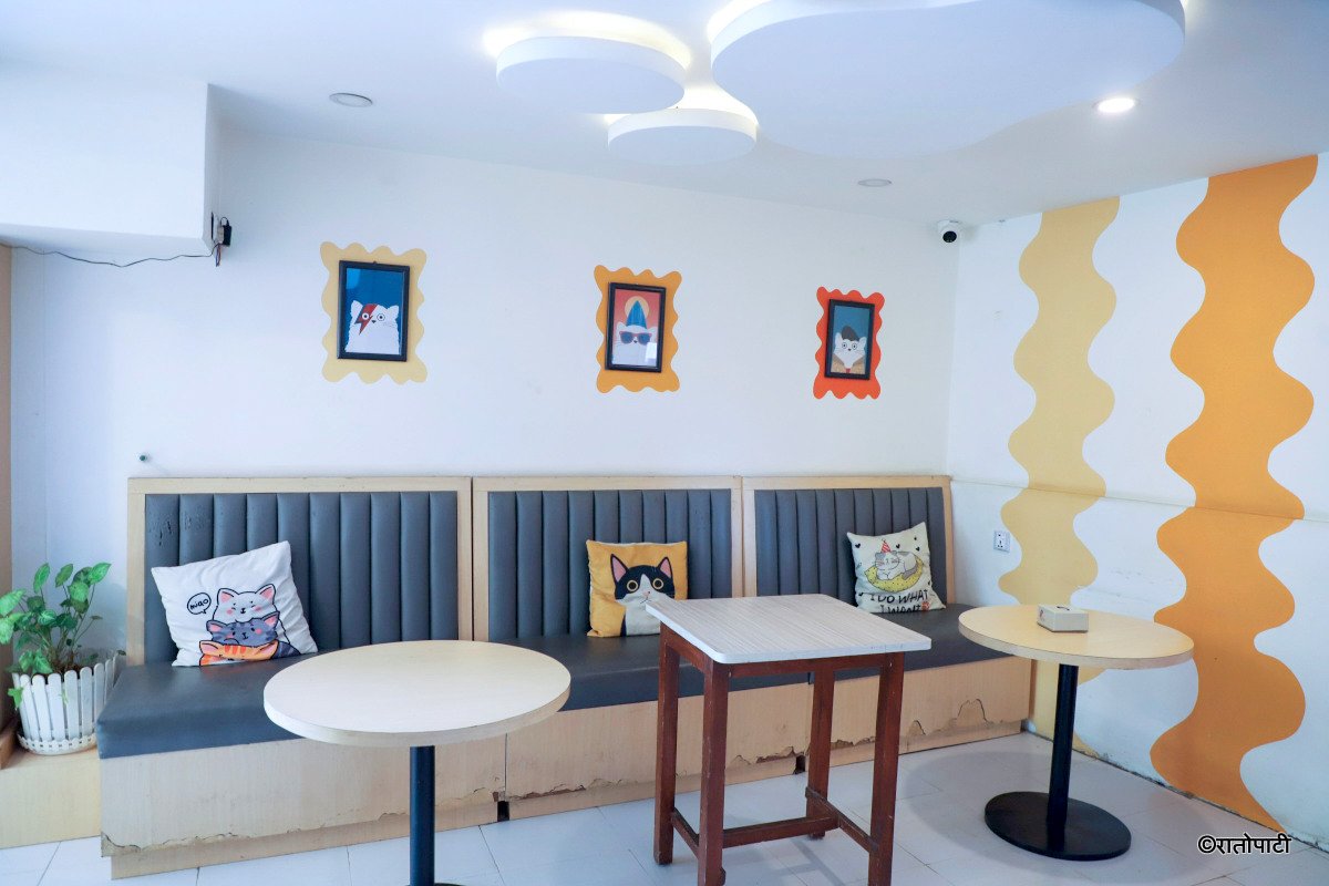 Cat cafe_NPL15