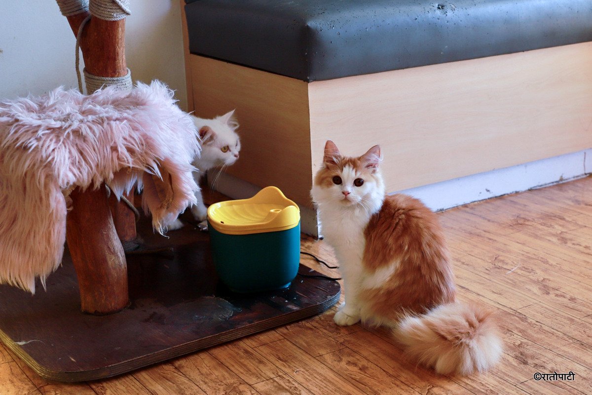 Cat cafe_NPL1