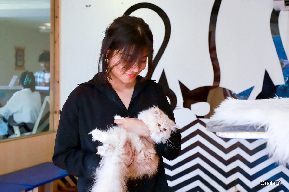 Cat cafe_NPL2