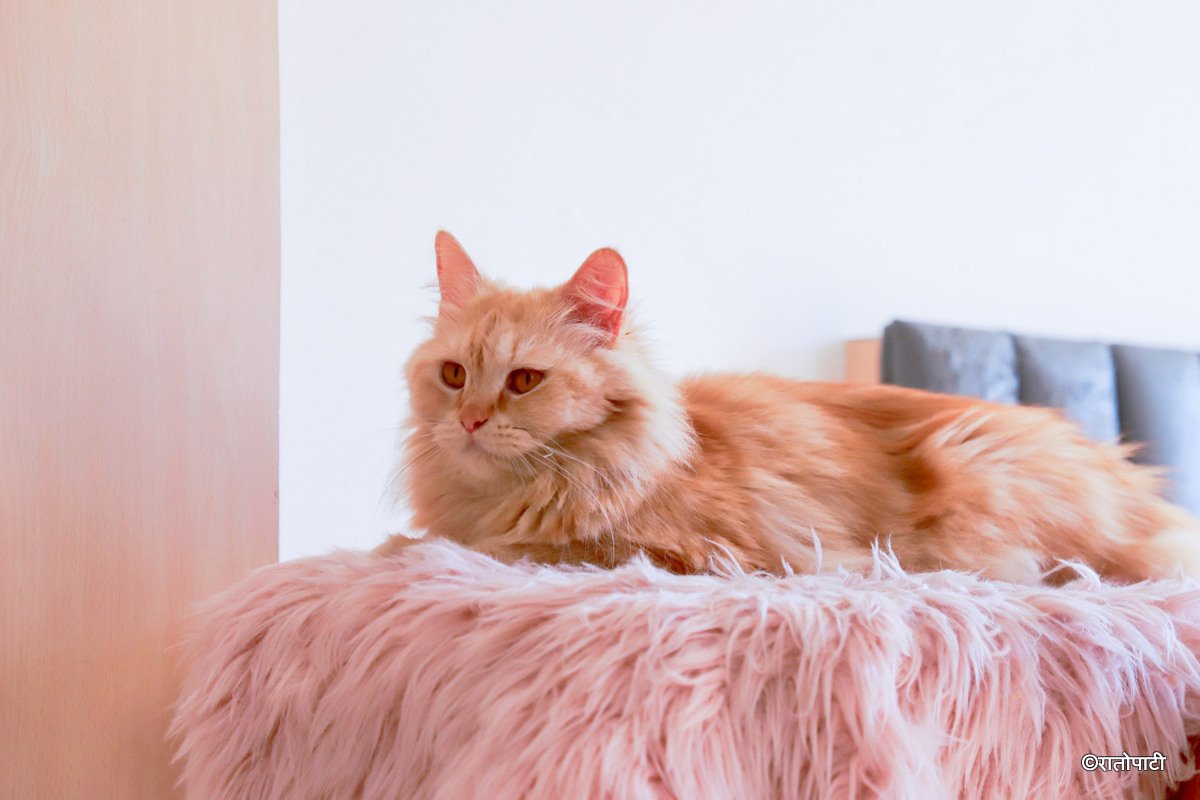 Cat cafe_NPL4