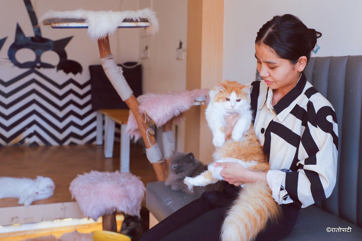 Cat cafe_NPL5