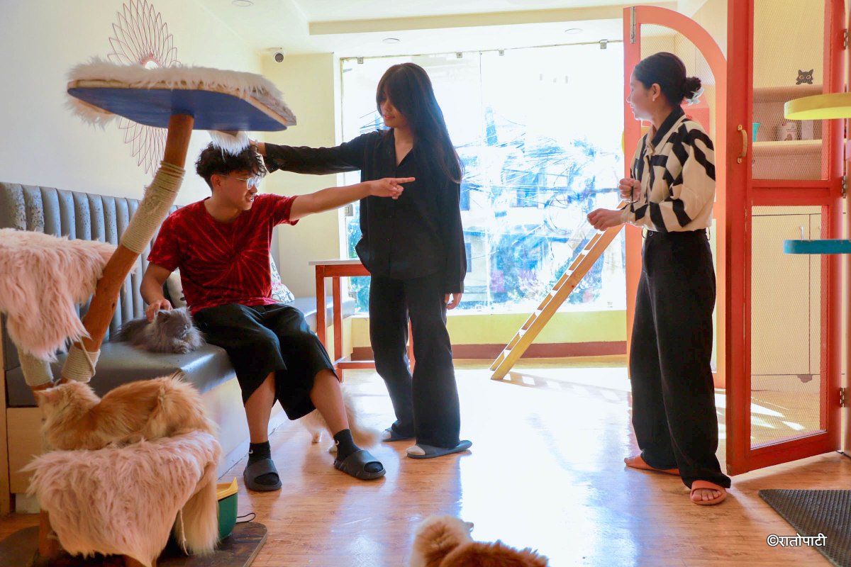 Cat cafe_NPL6