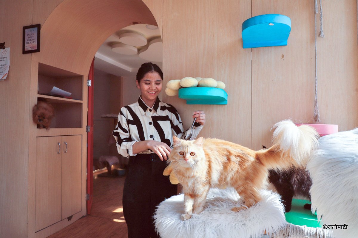 Cat cafe_NPL7
