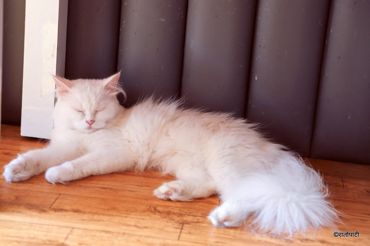 Cat cafe_NPL8