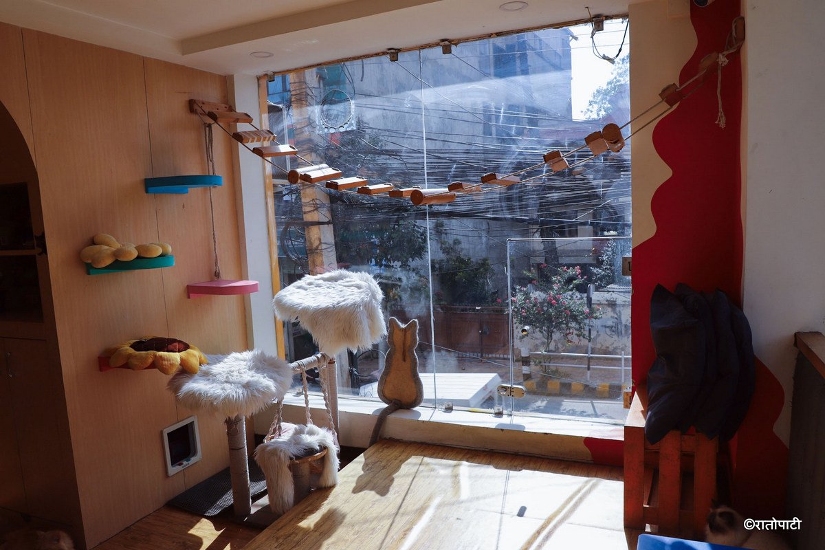 Cat cafe_NPL9