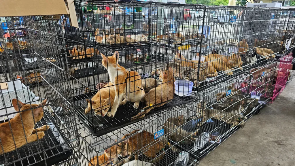 Police Rescue Over 400 Cats Destined for Slaughter in Vietnam