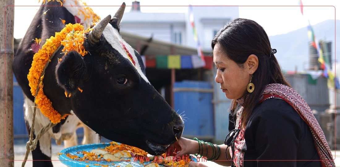 यमपञ्चकको पाँचौँ दिन : गाई र गोरुको पूजा गरियो (तस्बिरहरू)