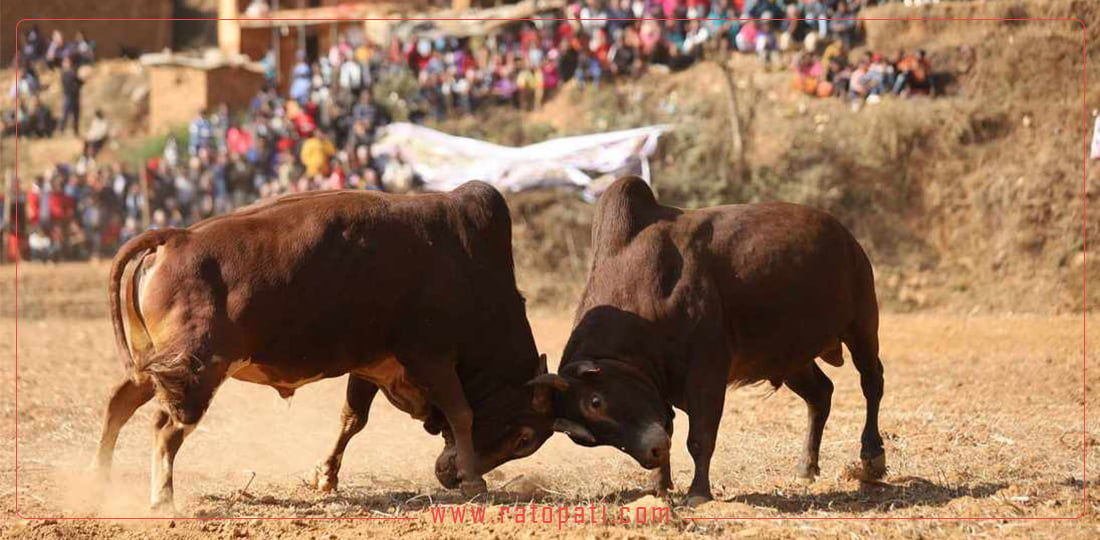 नुवाकोटको तारुकामा गोरु जुधाएर रमाइलो, तस्बिरमा हेर्नुहोस्