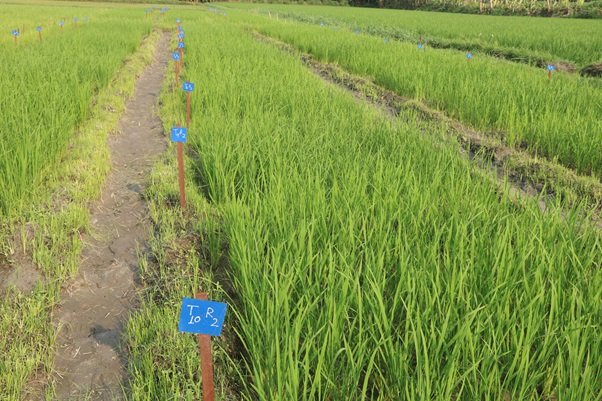 कृषि अनुसन्धान : मनहरीमा चैतेधान परीक्षण
