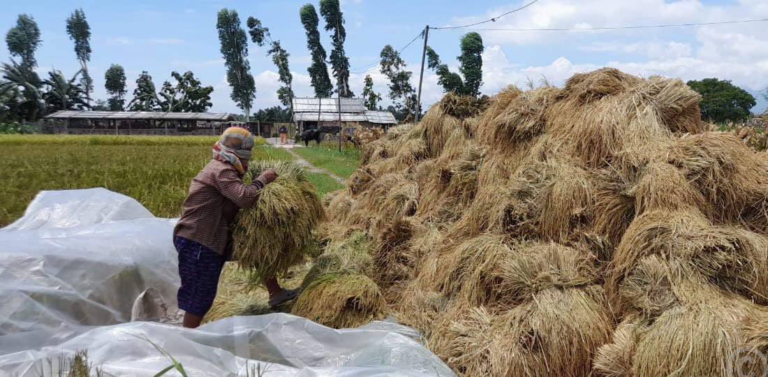 चैते धानको उत्पादन बढ्दा, मूल्यमा गिरावट
