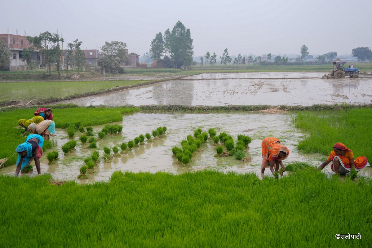 Chaitya Dhan Ropai_saptari_-618