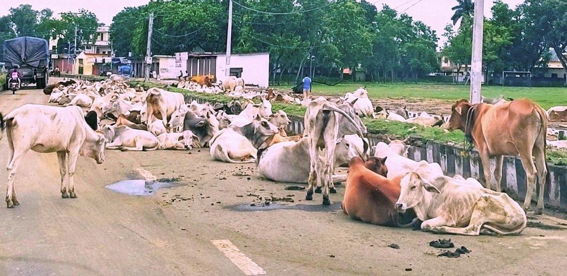 लुम्बिनी प्रदेशका मुख्य सहरमा छाडा चौपायाको बिगबिगी, व्यवस्थापनमा छैन ध्यान