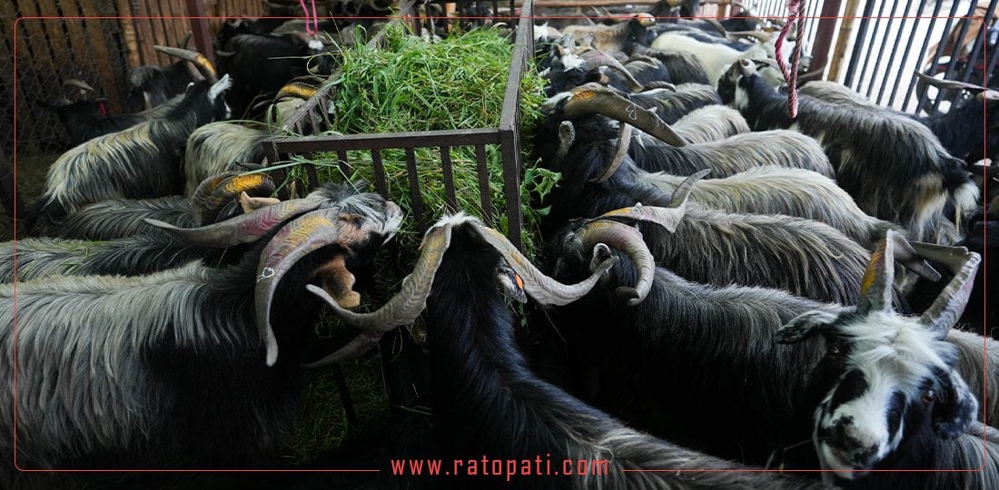 काठमाडौँ आइपुगे मुस्ताङका च्यांग्रा, तस्बिरहरु