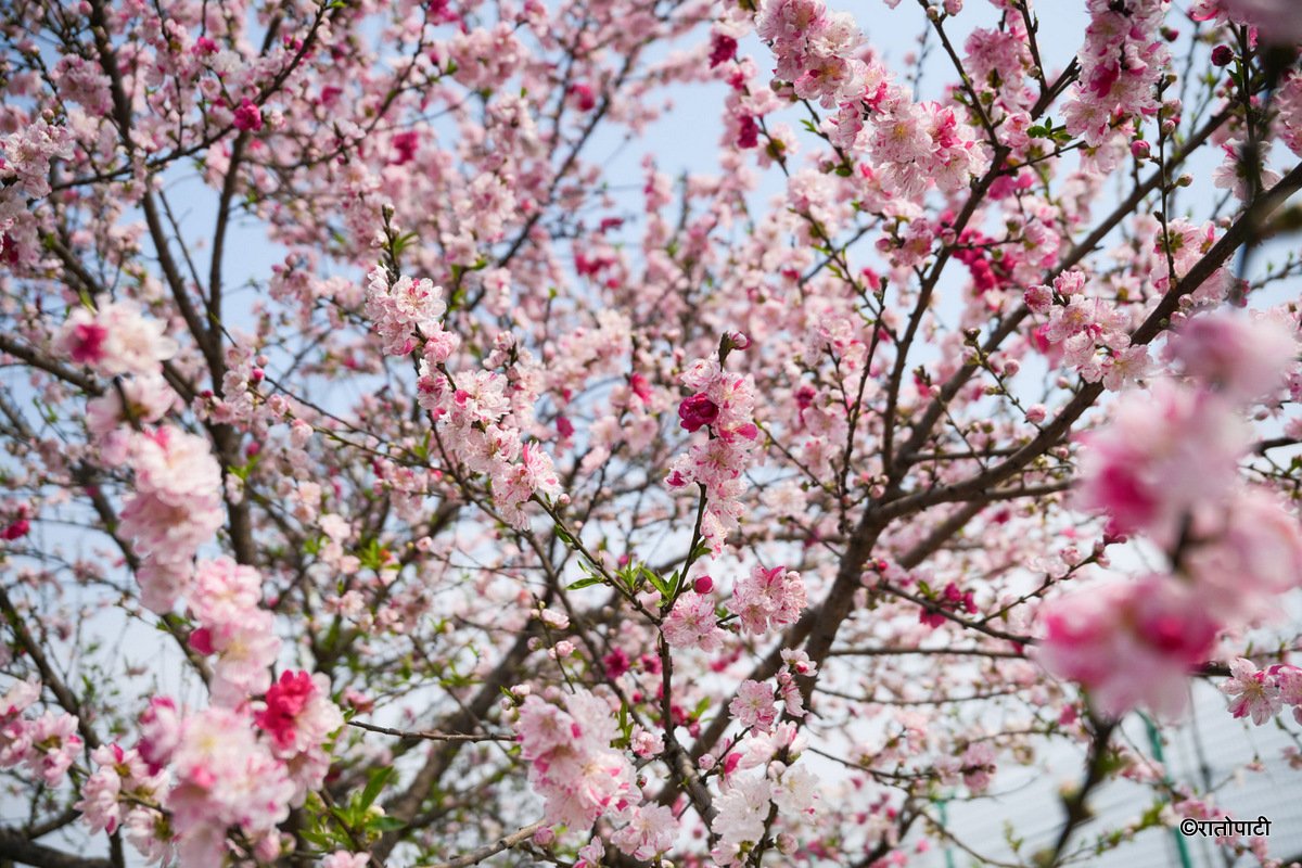 Cherry  (10)