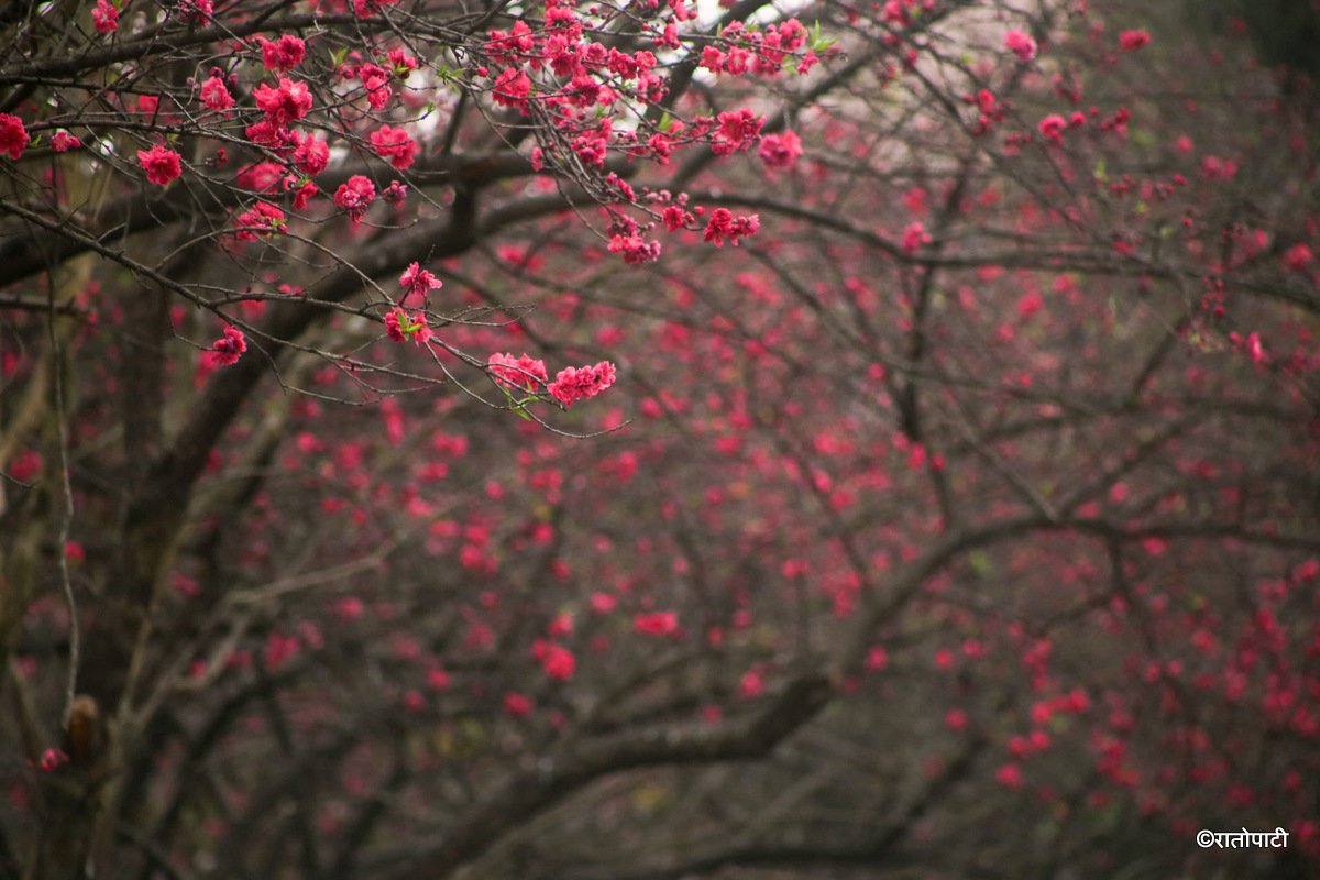 Cherry  (13)