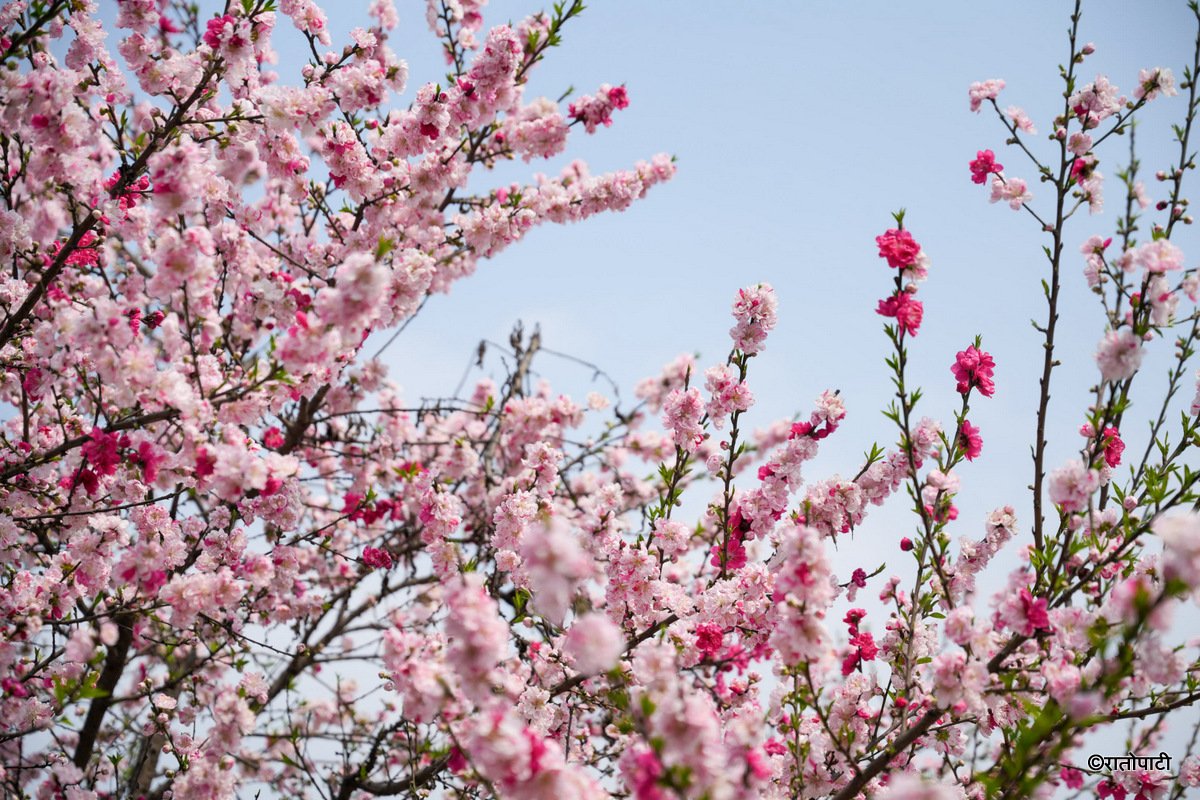 Cherry  (14)