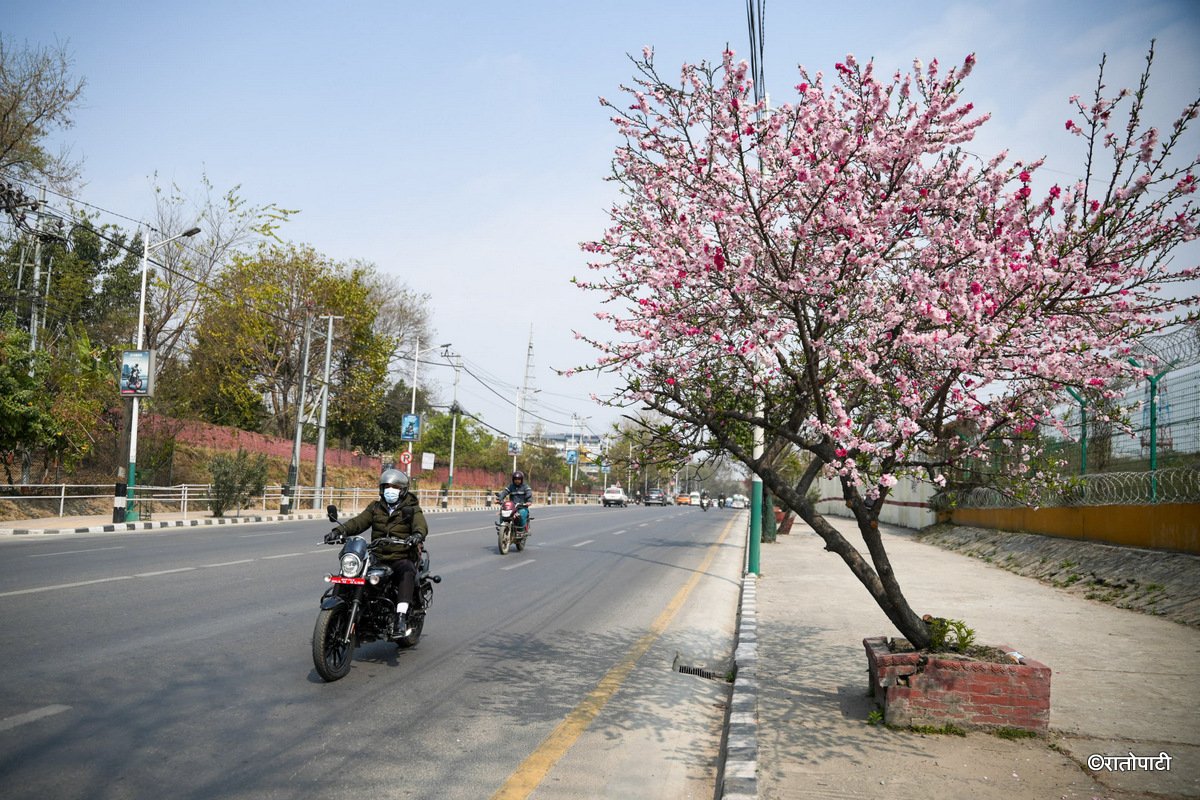 Cherry  (3)