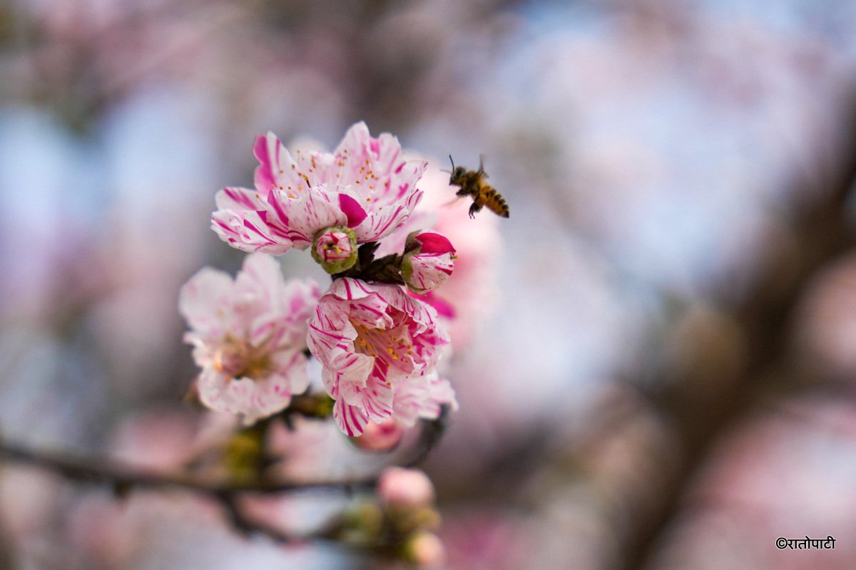 Cherry  (5)