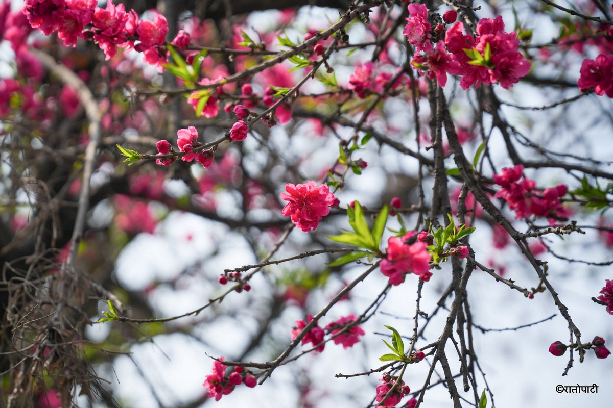 Cherry  (7)