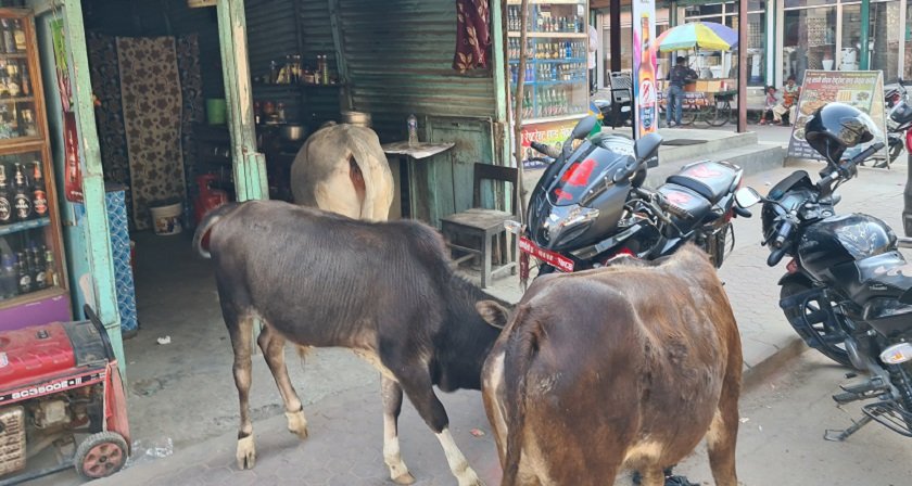 सडकमा छोडिएका गाईबाच्छा संरक्षण गर्न माग