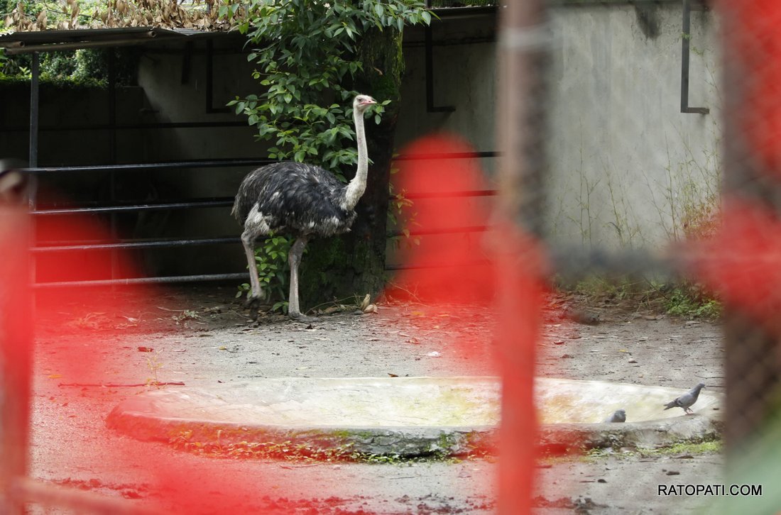 chidiyakhana zoo (10)