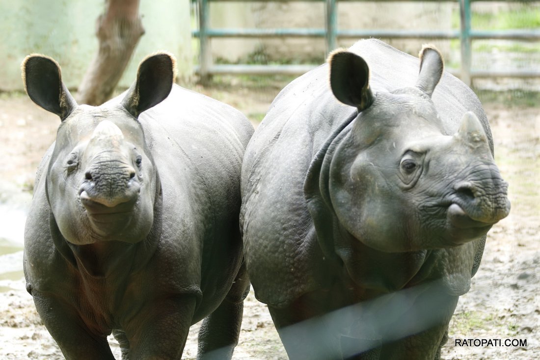 chidiyakhana zoo (11)